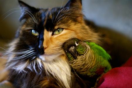 cat and bird