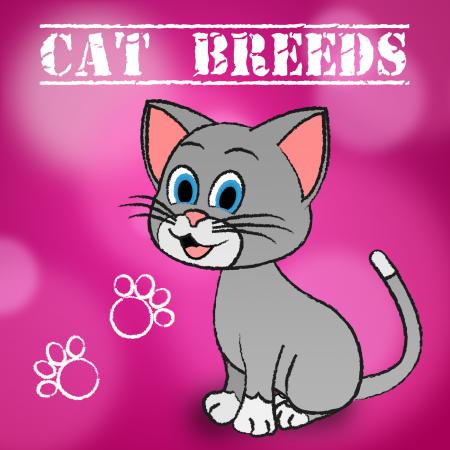 Cat Breeds Shows Bred Pets And Kitty