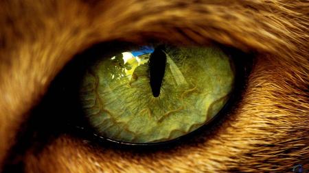 Cat Eye