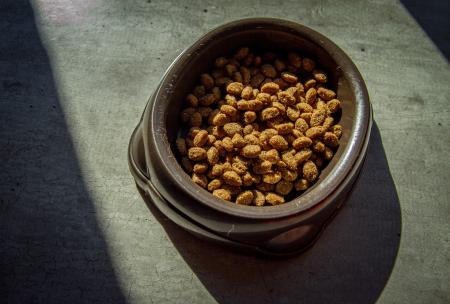 Cat food in bowl