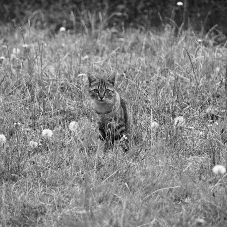 Cat Hiding in Grass