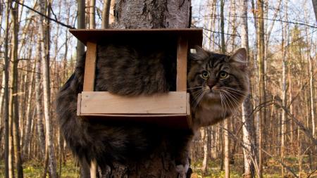 Cat in Birdhouse