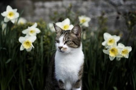 Cat in the Garden