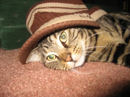 Cat in the hat!