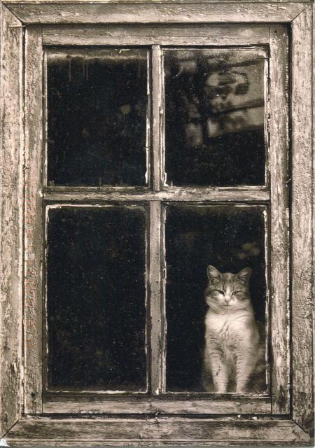 Cat in the Window