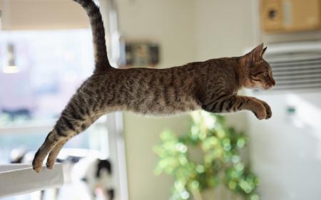 Cat jumping