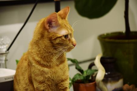 Cat on a shelf