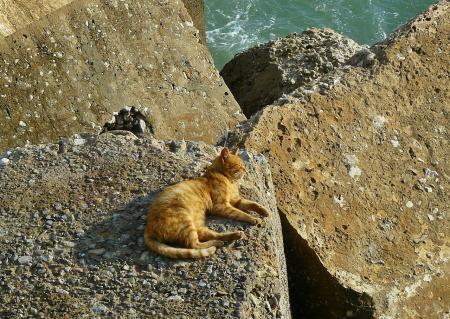 Cat on the Rock