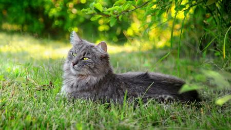 Cat Outdoors