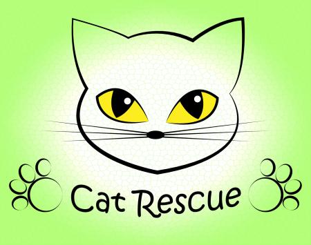 Cat Rescue Means Pet Kitty And Saving