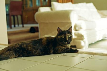 Cat stretched on the floor