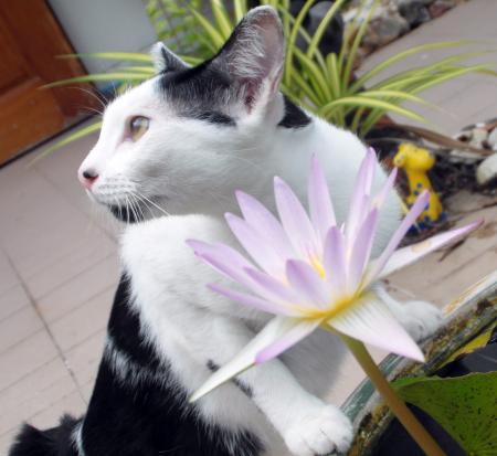 Cat With Water Lily