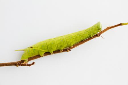 Caterpillar on a twig