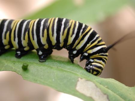 Caterpillar on the Leave