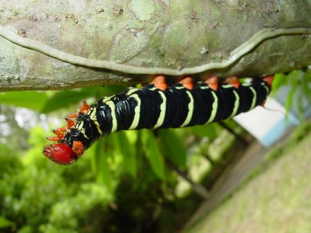 Caterpillar on the Leave