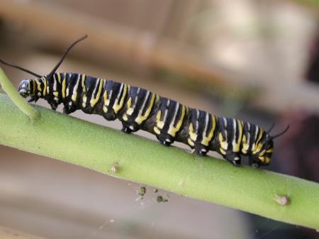 Caterpillar on the Leave