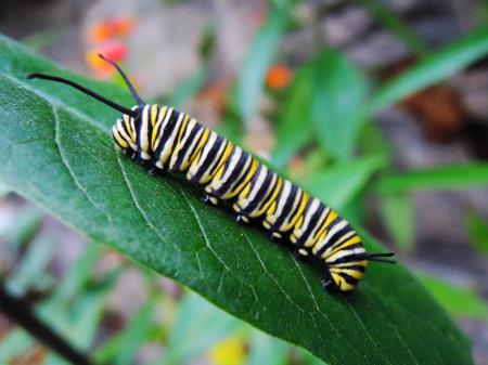 Caterpillar on the Leave