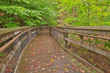 Catoctin Mountain Boardwalk - HDR