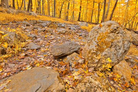 Catoctin Mountain Trail - Gold Fantasy HDR