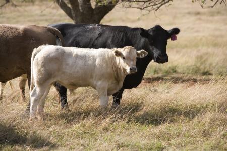 Cattle Farm