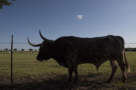 Cattle Farm