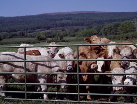 Cattle Farm