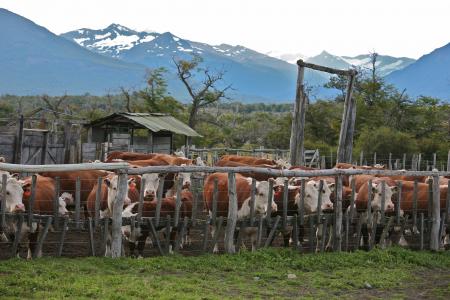 Cattle Farm