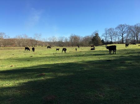 Cattle Farm