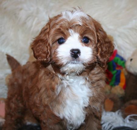 Cavapoo