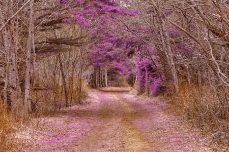 Cavendish Forest Trail - Purple Nostalgia HDR
