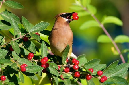 Cedar Waxwing