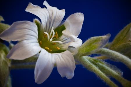 Cerastium Tomentosum