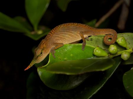 Green Chameleon