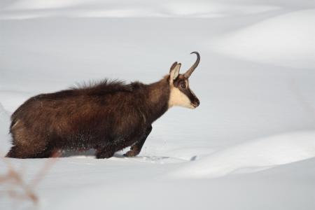 Chamois in Winter