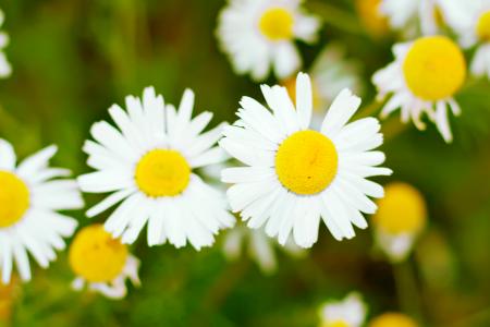 Chamomiles