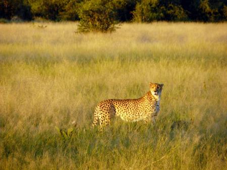 Cheetah in the Jungle