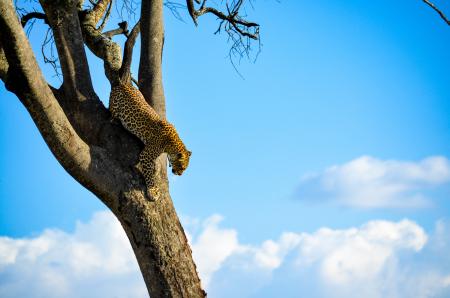 Cheetah on Brown Tree