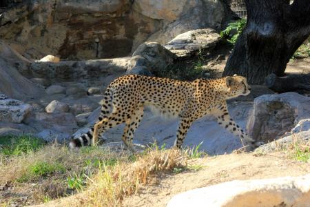 Cheetah Searching for Food