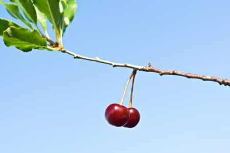 cherries