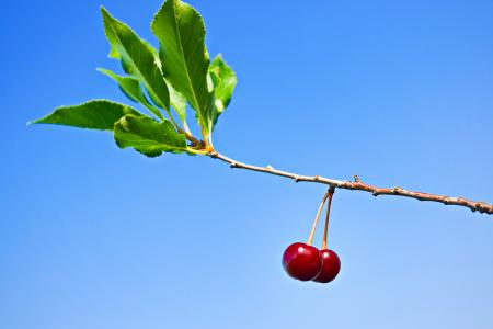 cherries