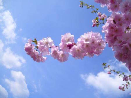 Cherries and Flowers