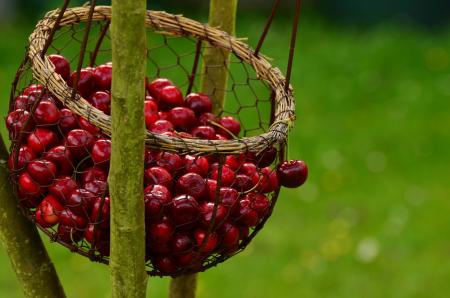 Cherries Basket