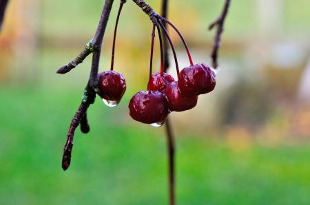 Cherries