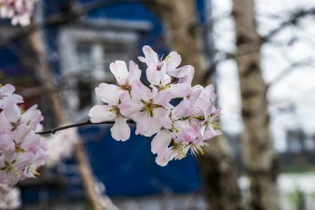 Cherry Blossom