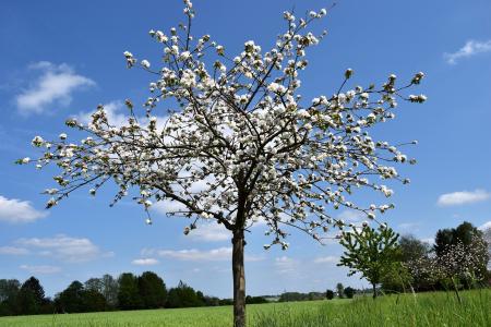 Cherry Blossom