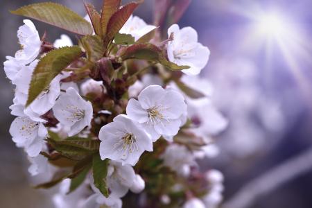 Cherry Blossom