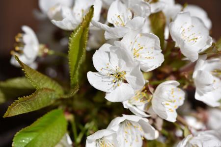 Cherry Blossom