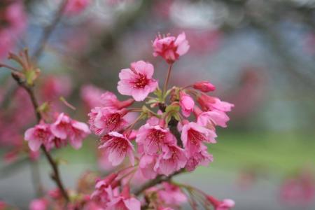 Cherry Blossom