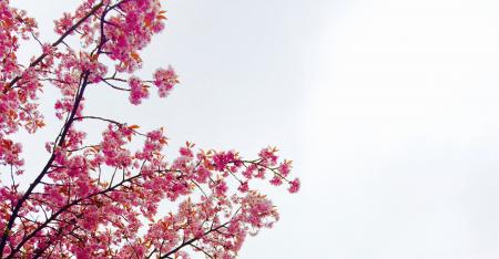 Cherry Blossom Tree