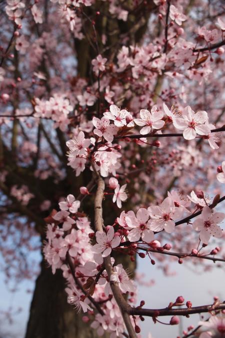 Cherry Blossom Tree